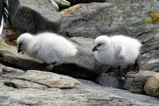 Kelpgans (8 von 8).jpg